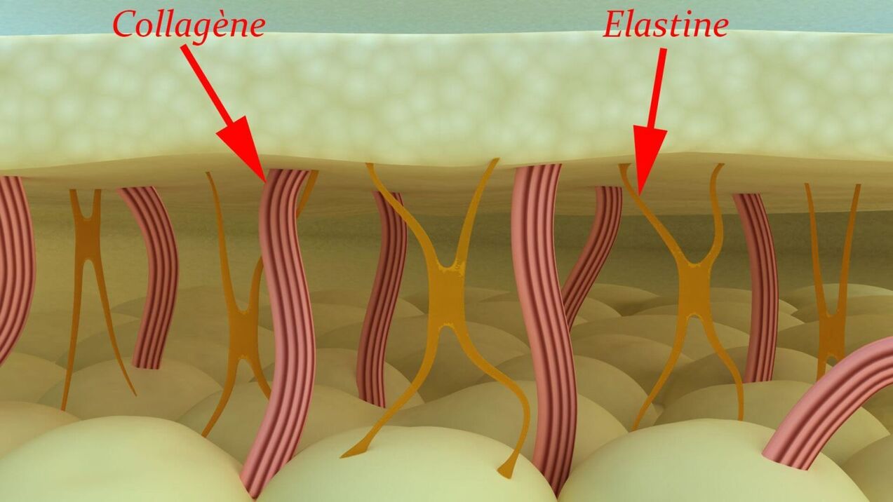 کلاژن و الاستین - پروتئین های ساختاری پوست